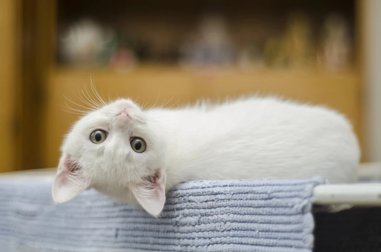 a white cat laying on top of a blue towel, a picture, by Yi Jaegwan, shutterstock, looking surprised, blurred photo, upside-down, wallpaper - 1 0 2 4