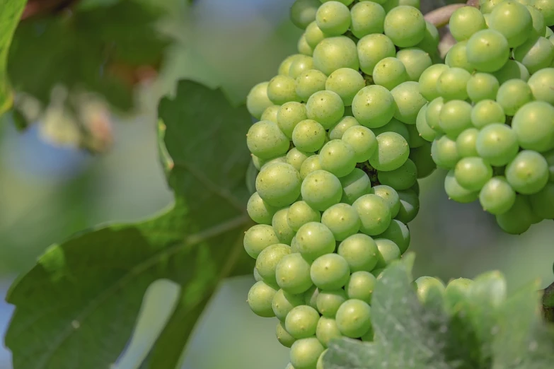 a bunch of green grapes hanging from a tree, a picture, by Jan Rustem, hdr detail, highly detailed product photo, many small details, morning detail