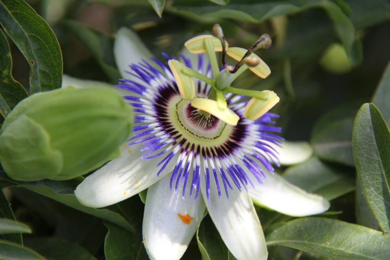 a close up of a flower on a plant, by Gwen Barnard, hurufiyya, passion flower, dominant wihte and blue colours, closeup - view, pepper