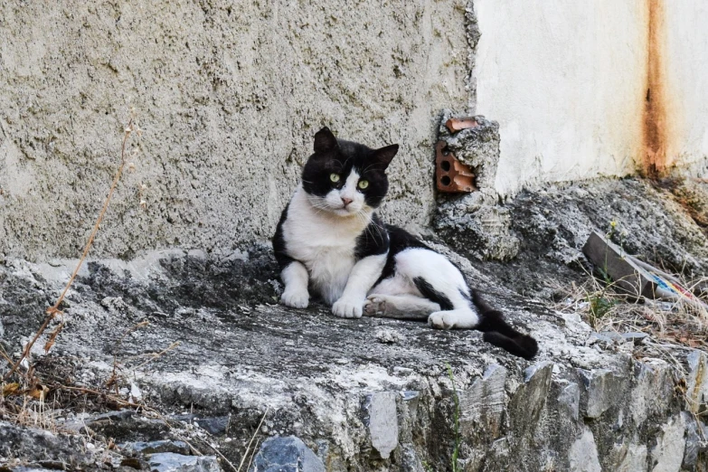 a black and white cat sitting on a stone ledge, flickr, greece, dressed casually, p cattaneo, old male