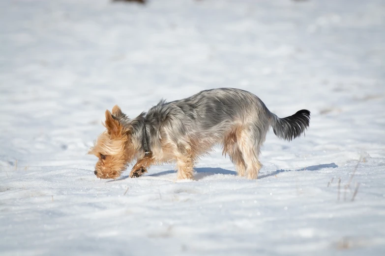 a small dog walking across a snow covered field, a photo, figuration libre, yorkshire terrier, very sharp photo, bending over, high res photo