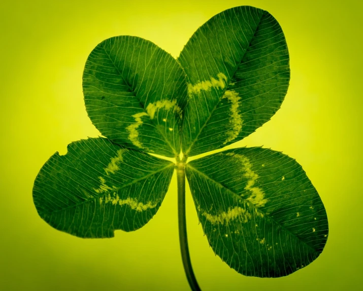 a close up of a four leaf clover, by Andrew Domachowski, shutterstock contest winner, on yellow paper, difraction from back light, various posed, istockphoto