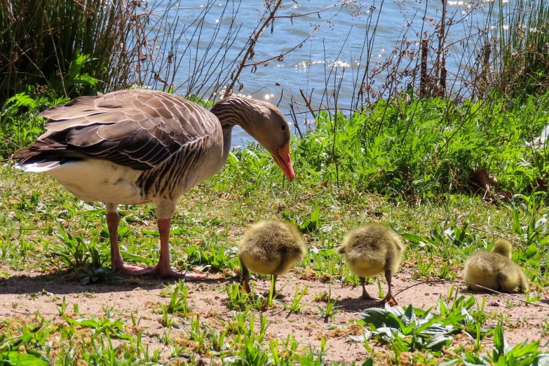 a duck and two goslings in front of a body of water, a portrait, pexels, fine art, looking at the ground, snapchat photo, 2 0 2 2 photo, on a riverbank