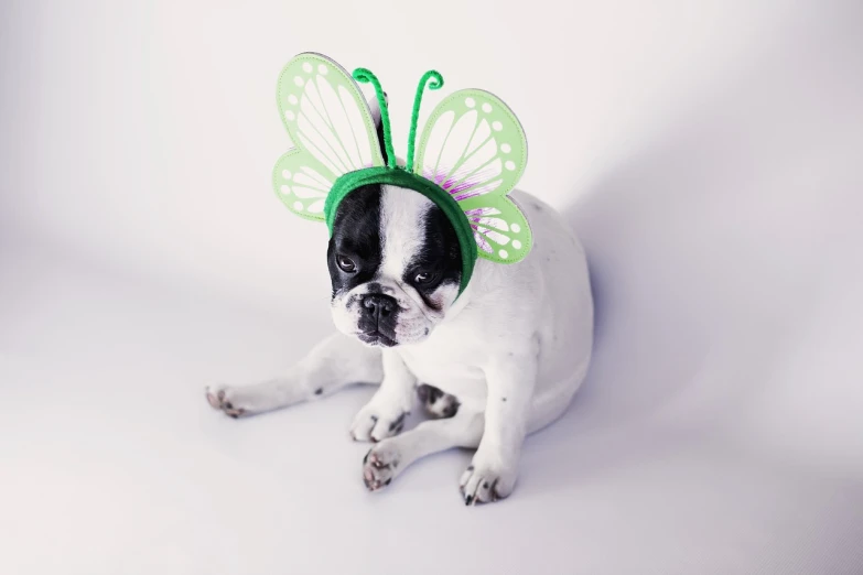 a small dog wearing a green butterfly costume, a photo, by Emma Andijewska, shutterstock, bauhaus, beautiful female white, commercial photo, wearing a headband, postprocessed