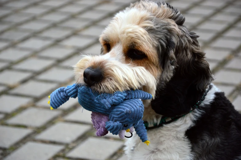 a close up of a dog with a toy in its mouth, by Matija Jama, bauhaus, stuffed dragon, blue dog, scruffy man, turtle