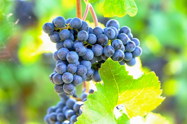a bunch of grapes hanging from a vine, shutterstock, figuration libre, hdr detail, high quality product image”