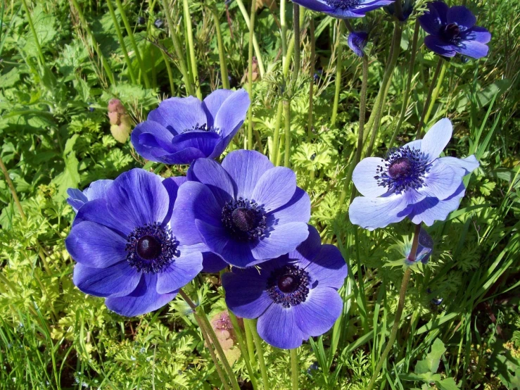 a group of blue flowers sitting on top of a lush green field, by Hans Werner Schmidt, flickr, anemones, purple colour scheme, dark blue skin, on a sunny day
