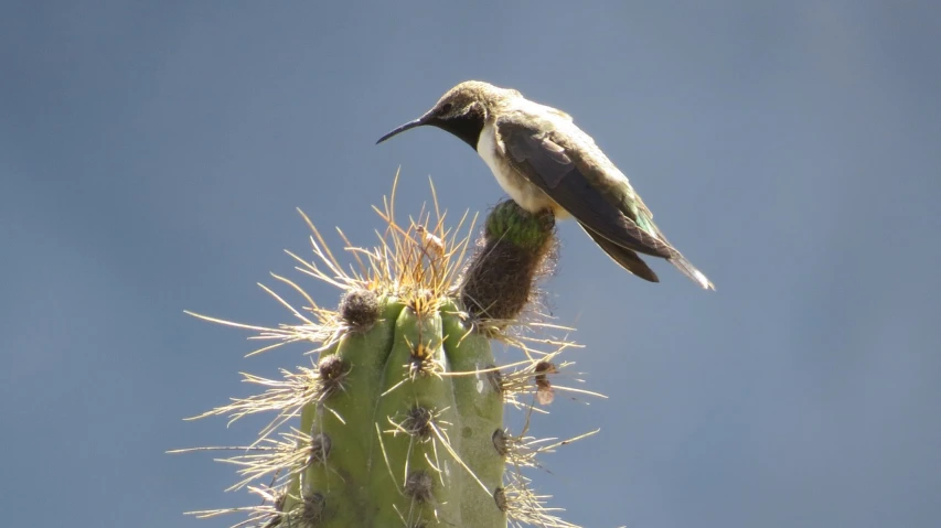 a hummingbird sitting on top of a cactus plant, by Roy Newell, flickr, bird poo on head, intriciate detail, broadshouldered, pillar