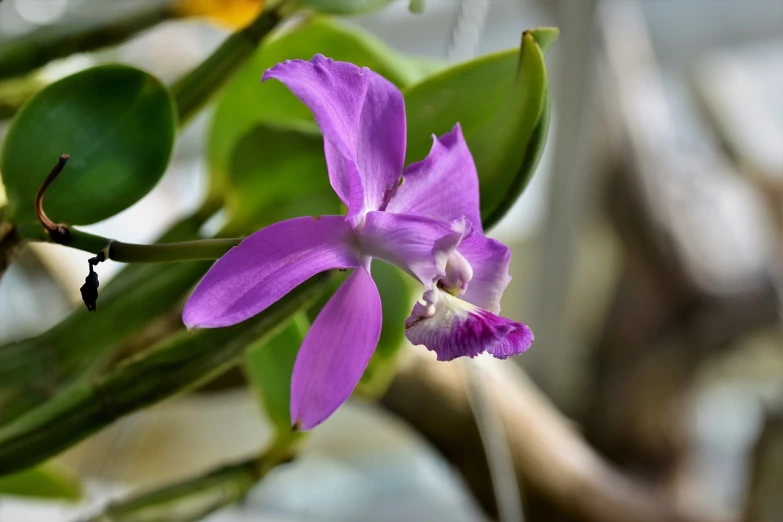 a purple flower sitting on top of a green plant, a portrait, by Leonard Bahr, flickr, sōsaku hanga, an orchid flower, indoors, here is one olive, albino dwarf