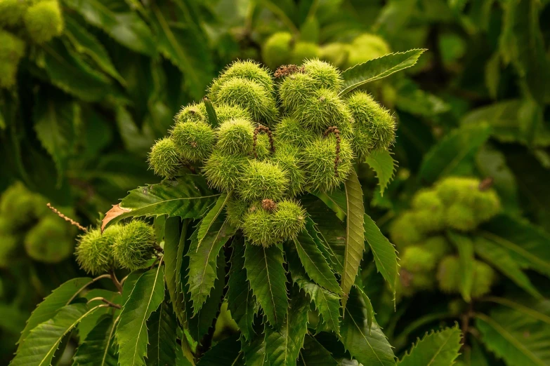 a bunch of green leaves sitting on top of a tree, hurufiyya, chestnut hair, hd wallpaper, weed background, strange fruits