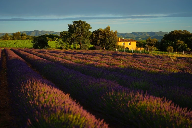 a field of lavender with a house in the background, by Cedric Peyravernay, color field, late afternoon light, amagaitaro, rich picturesque colors, from the distance