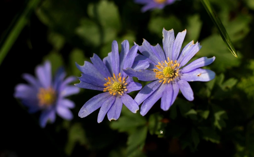 a group of purple flowers sitting on top of a lush green field, a portrait, hurufiyya, anemones, mediumslateblue flowers, beautiful flower, gold flaked flowers