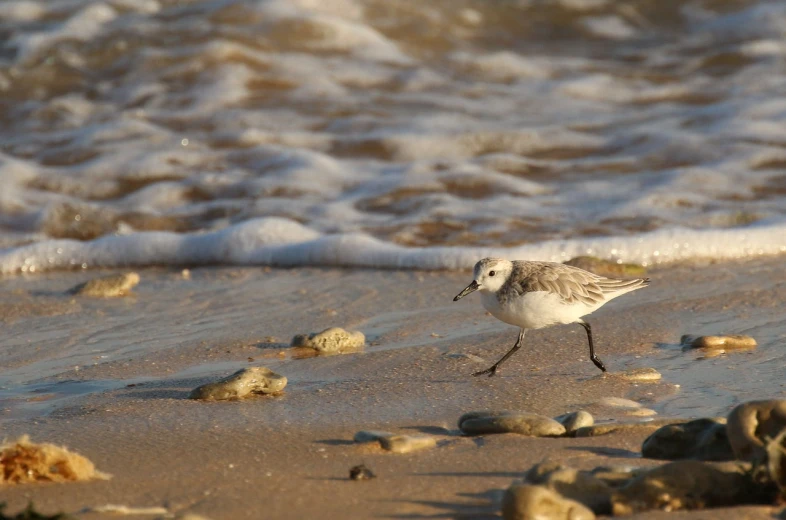 a small bird walking on a beach next to the ocean, a picture, flickr, mingei, cross-hatchings, wikimedia commons, coming ashore, light toned