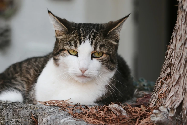 a cat sitting on top of a rock next to a tree, a portrait, unsplash, photorealism, with a white nose, on the sidewalk, scowling, laying down