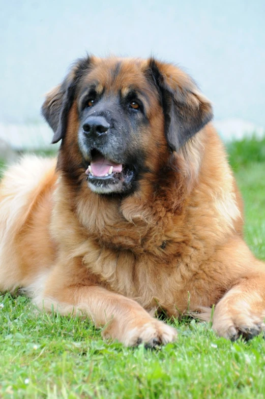 a large brown dog laying on top of a lush green field, a portrait, shutterstock, bud spencer, obese ), tian zi, long fur