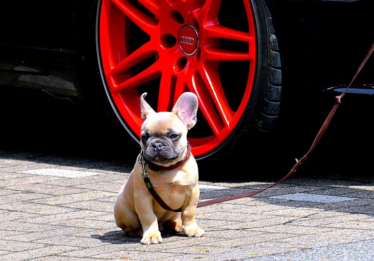 a small dog sitting on a leash next to a car, by Robert Zünd, pexels, photorealism, detailed alloy wheels, nba style bulldog mascot, vivid colors!!, puppies