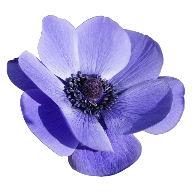 a close up of a purple flower on a black background, anemones, blue and black color scheme)), centered in portrait, various posed