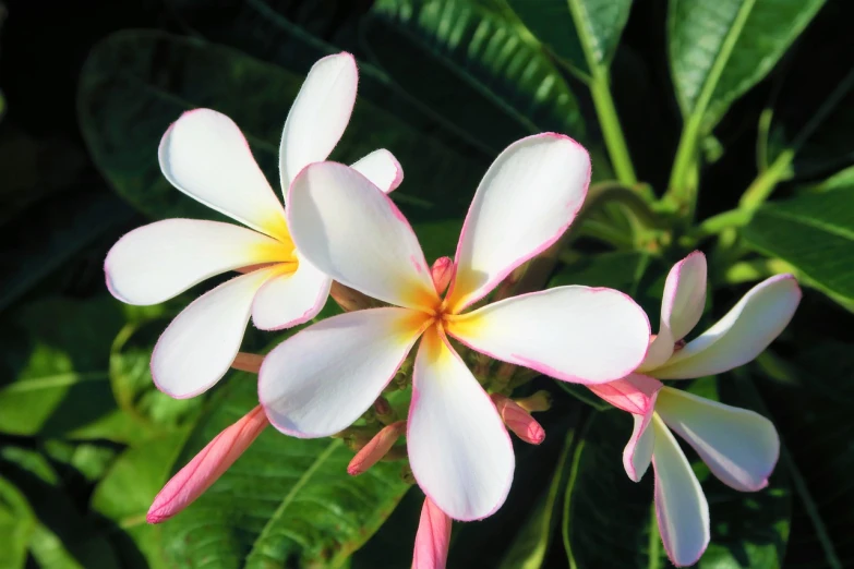 a close up of a flower on a plant, by Bernardino Mei, flickr, hurufiyya, plumeria, with a long white, pink flowers, an ancient