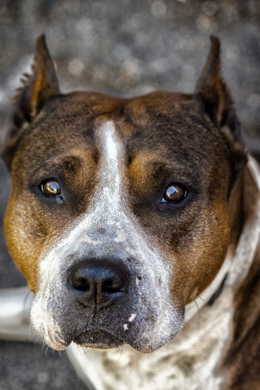 a close up of a brown and white dog, a portrait, by Jan Rustem, flickr, pitbull, protective, hard predatory look, australian