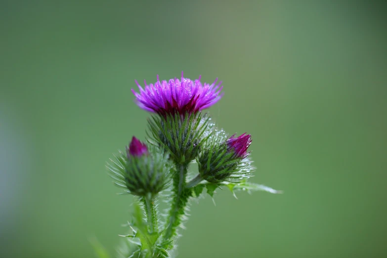 a close up of a flower with a blurry background, rasquache, thistles, beautiful flower, buds, very sharp photo