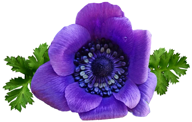 a close up of a purple flower with green leaves, a colorized photo, by Robert Brackman, anemone, blue and purple colour scheme, purple tornado, above side view