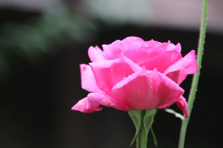 a close up of a pink flower on a stem, a picture, romanticism, red rose, delicate rain, closeup 4k, portrait mode photo