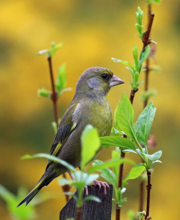 a small bird sitting on top of a wooden post, a pastel, by Robert Brackman, pixabay, baroque, yellow and greens, amongst foliage, !female, olive