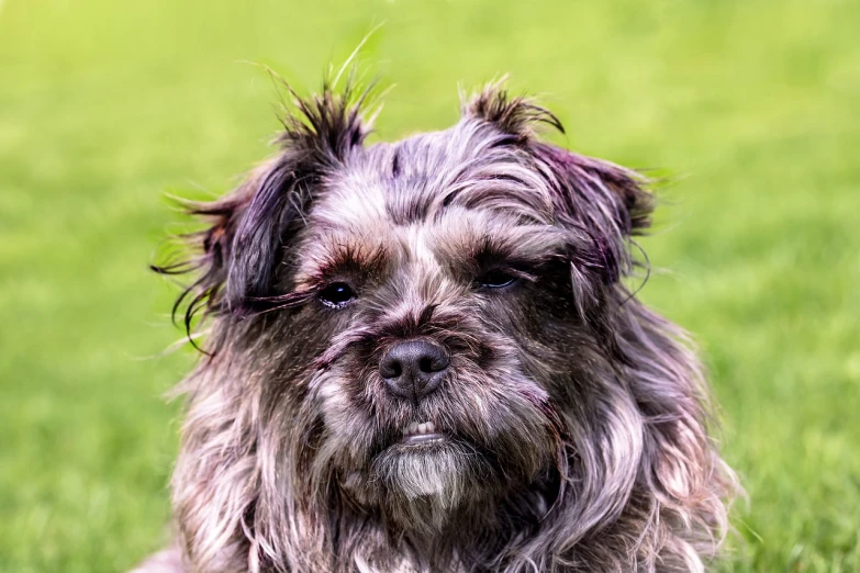 a small dog sitting on top of a lush green field, a portrait, baroque, he has dark grey hairs, highly detailed closeup portrait, portrait mode photo