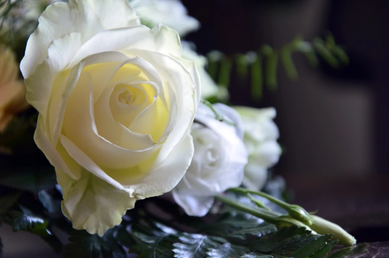 a close up of a white rose in a vase, romanticism, funeral, colourful roses and gladioli, professional closeup photo, simple yet detailed