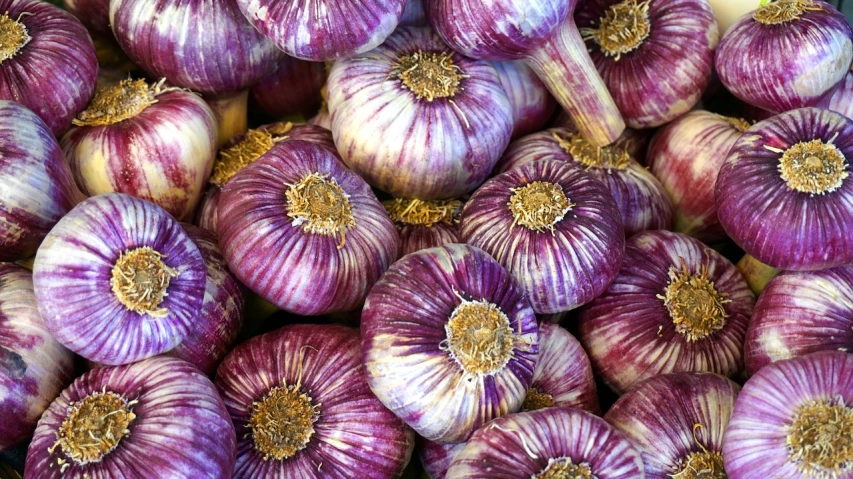 a pile of purple garlic sitting on top of a table, by Harold von Schmidt, pixabay, fine art, round-cropped, purple and red colors, high quality product image”, 1 6 x 1 6