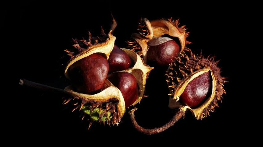 a group of chestnuts sitting next to each other, by Jan Rustem, featured on zbrush central, art photography, warm colors--seed 1242253951, cornucopia, high contrast chiaroscuro, hd wallpaper