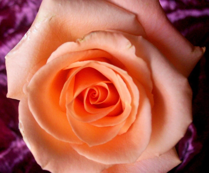 a close up of a person's hand holding a rose, inspired by Rose Henriques, light orange values, sacral chakra, with soft pink colors, bruce penington