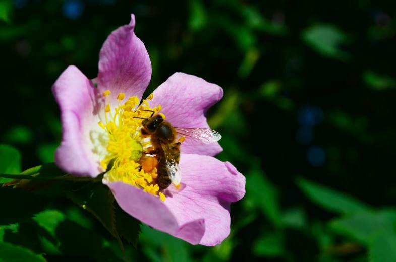 a bee sitting on top of a pink flower, by Erwin Bowien, pexels, rose-brambles, stock photo, 🐝👗👾, beautiful sunny day