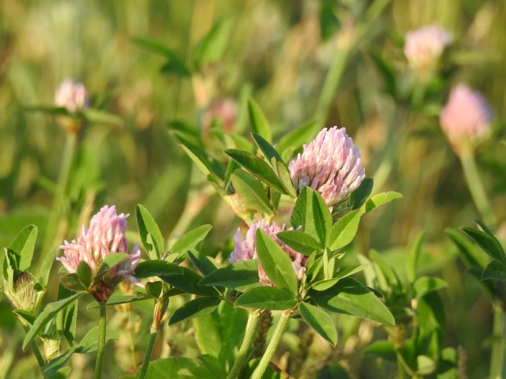 a close up of some pink flowers in a field, happening, clover, early in the morning, medium closeup, flower buds