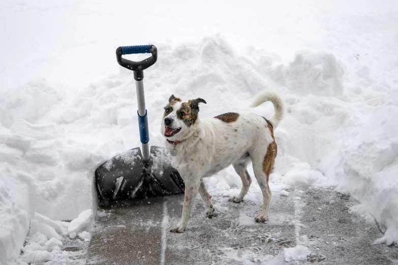 a brown and white dog standing next to a pile of snow, a photo, by Arnie Swekel, shutterstock, using a spade, in front of a garage, in an action pose, from wheaton illinois