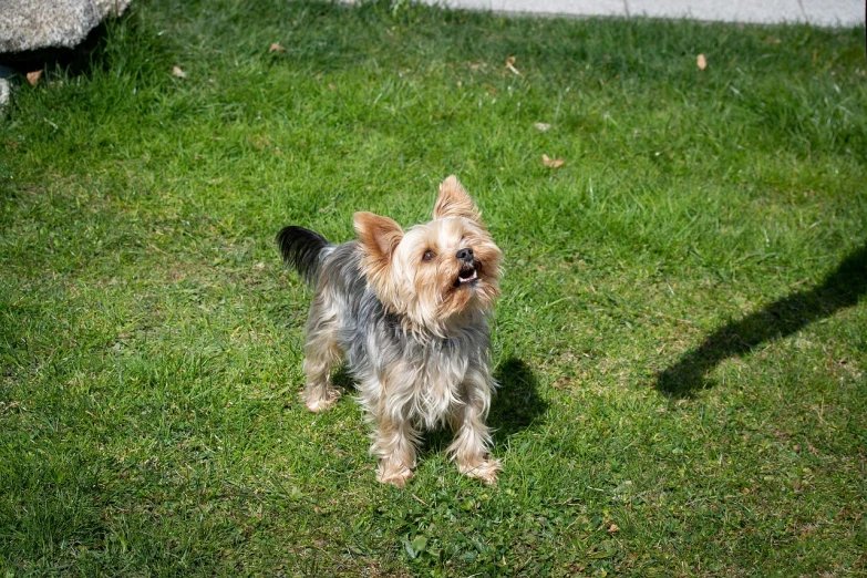 a small dog standing on top of a lush green field, a photo, yorkshire terrier, on a sidewalk of vancouver, having fun in the sun, taken with canon 8 0 d