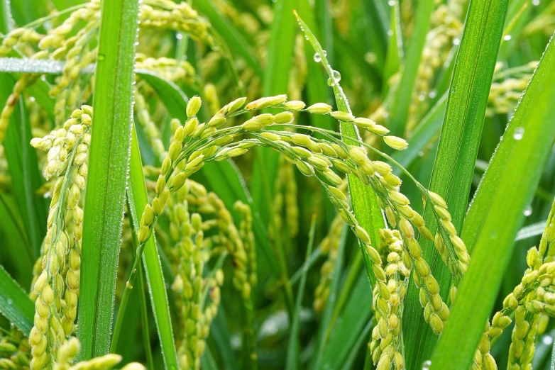 a close up of a bunch of green plants, a picture, sōsaku hanga, malaysia with a paddy field, heavy grain high quality, ai yazawa, raining