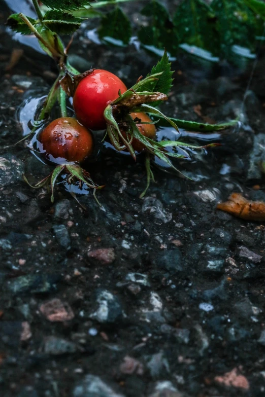 a close up of a bunch of fruit on the ground, a macro photograph, by Jan Rustem, wet road, small red roses, rhizomorphs, trio