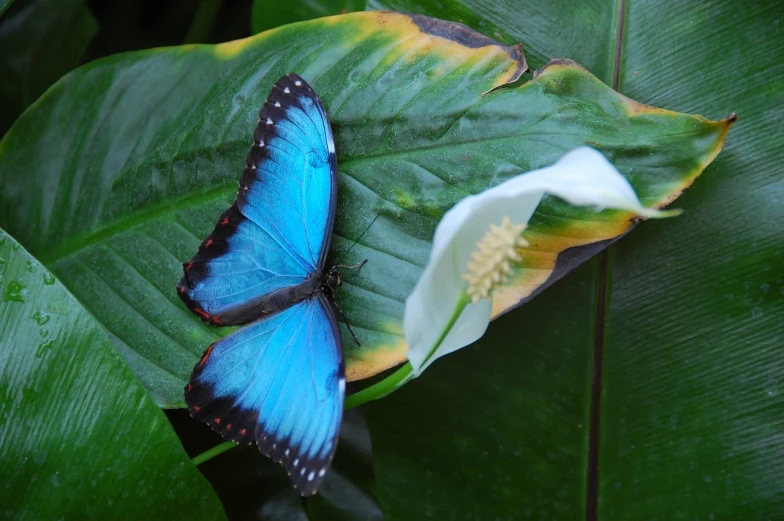 a blue butterfly sitting on top of a green leaf, a photo, by Samuel Scott, flickr, hurufiyya, large exotic flowers, [bioluminescense, photograph credit: ap, butterflies in the foreground
