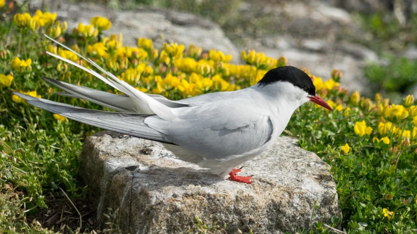 a bird that is standing on a rock, a portrait, by Aramenta Dianthe Vail, trending on pixabay, arabesque, red-eyed, hd —h 1024, sleek white, orkney islands