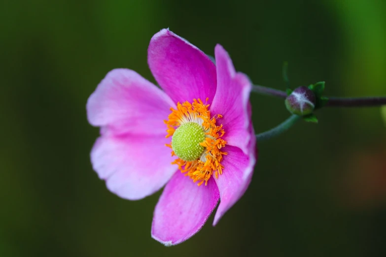 a close up of a pink flower on a stem, by Jan Rustem, anemone, beautiful flower, shallow depth of field, clover