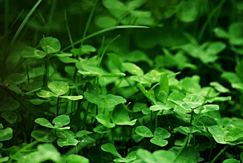 a close up of a bunch of green plants, by Aleksander Gierymski, hurufiyya, background full of lucky clovers, grass and water, amazing wallpaper, seedlings