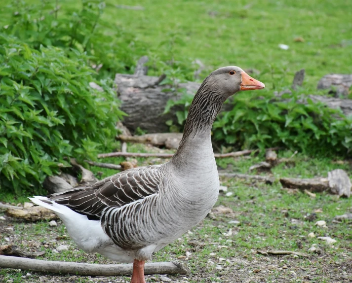 a goose standing on top of a grass covered field, a portrait, arabesque, in the yard, outdoor photo, illinois, closeup photo