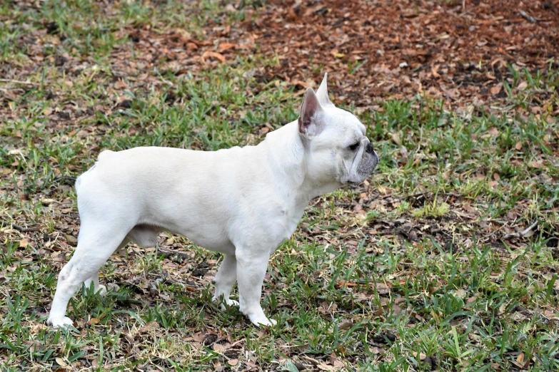 a small white dog standing on top of a lush green field, flickr, french bulldog, side view of her taking steps, portrait n - 9, !female