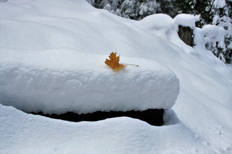 a leaf sitting on top of a pile of snow, by Susan Heidi, flickr, super realistic”, snow cave, award - winning photo. ”, cascade