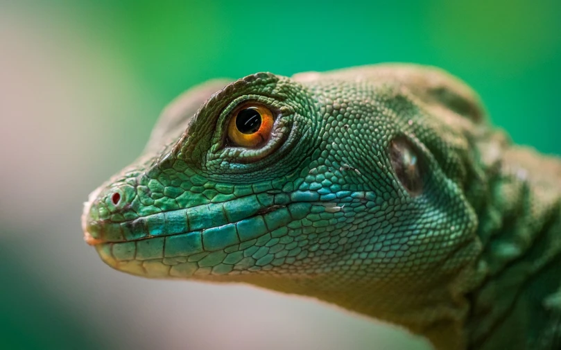 a close up of a lizard with a green background, by Adam Marczyński, pexels contest winner, photorealism, closeup face, cyan and green, closeup 4k, wallpaper - 1 0 2 4