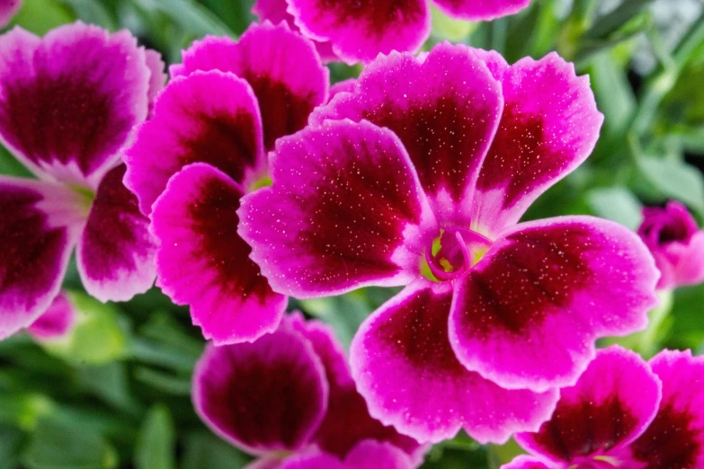 a close up of a bunch of pink flowers, by Dietmar Damerau, pexels, multiple purple halos, with ornamental edges, carnation, red flower