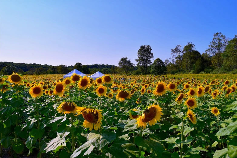 a field of sunflowers with a blue tent in the background, color field, group photo, on a sunny day, on display, farming