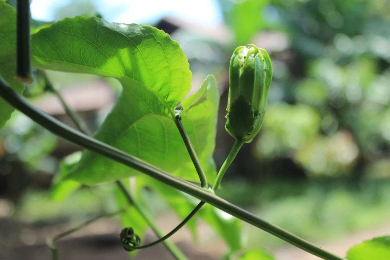 a close up of a plant with green leaves, by Tom Carapic, hurufiyya, healing pods, pepper, alien flower, looking forward
