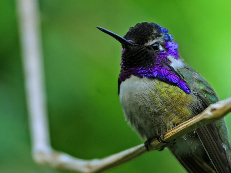 a colorful bird sitting on top of a tree branch, a portrait, by Matteo Pérez, flickr, hurufiyya, hummingbird, some purple, photograph credit: ap, cobalt coloration